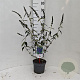 Buddleja d. 'Empire Blue' 40-50 cm 3,0L