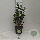 Camellia j. 'Brushfield's Yellow' 60-80 cm 5,0L