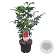Camellia j. 'Principessa Baciocchi' 60-80 cm 5,0L