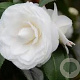 Camellia j. 'Snow White' 80-100 cm container