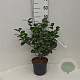 Camellia j. 'Triumphans' 30-40 cm 3,0L