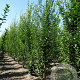 Carpinus bet. 'Fastigiata' 16-18 HO volle grond