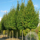 Carpinus bet. 'Frans Fontaine' 14-16 cm volle grond geveerd