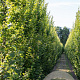 Carpinus bet. 'Lucas' 20-25 cm volle grond geveerd