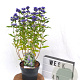 Caryopteris cland. Grand Bleu 40-60 cm 3,0L
