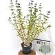 Caryopteris cland. 'Heavenly Blue' 40-60 cm 3,0L