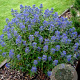 Caryopteris cland. 'Inoveris' GM P9