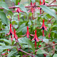 Fuchsia regia reitzii GM P9