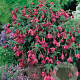 Fuchsia 'Tom Thumb' GM P9