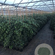 Hedera hibernica 150-175 cm 3,0L met stok
