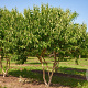 Heptacodium miconioides 250-300 cm volle grond meerstammig