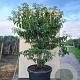Heptacodium miconioides Tianshan 125-150 cm container meerstammig