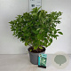 Hydrangea pan. 'Limelight' 80-100 cm 10L