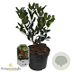 Ilex aquifolium 30-40 cm 3,0L