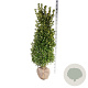 Ilex meserv. 'Heckenstar' 150-175 cm met kluit extra