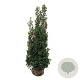 Ilex meserv. 'Heckenstar' 175-200 cm met kluit extra