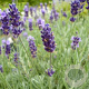 Lavandula ang. 'Imperial Gem' GM P9