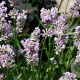 Lavandula ang. 'Rosea' GM P9