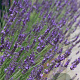 Lavandula int. Phenomenal GM P9