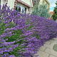 Lavandula int. Phenomenal GM P9