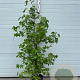 Liquidambar styraciflua 125-150 cm container meerstammig