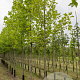 Liriodendron tulipifera 14-16 HO volle grond