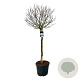 Magnolia stellata 120 cm stam cont. 55L extra