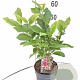 Magnolia 'Susan' 40-50 cm 3,0L