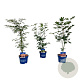 Mixlaag Acer palmatum veredeld 50-60 cm 5,0L