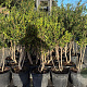Osmanthus burkwoodii 80-120 cm container meerstammig