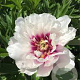 Paeonia (I) 'Cora Louise' GM  P11