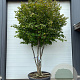 Parrotia persica 250-300 cm container solitair