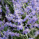 Perovskia atripl. 'Blue Jean Baby' GM P9