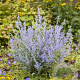 Perovskia atripl. Lacey Blue GM P9