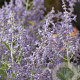 Perovskia atripl. Lacey Blue GM P9