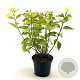 Philadelphus cor. 'Aureus' 30-40 cm 3,0L
