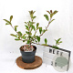 Photinia fraseri Louise 40-60 cm 3,0L