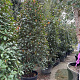 Photinia fraseri 'Red Robin' 200-250 cm cont. 90L