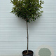 Photinia fraseri 'Red Robin' halfstam container