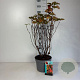 Physocarpus opulif. Magic Ball 50-60 cm 10L