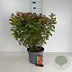 Physocarpus opulif. Magic Ball 50-60 cm 10L