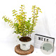 Physocarpus opulif. Tiny Wine Gold 40-60 cm 3,0L