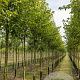 Pyrus calleryana 'Chanticleer' 12-14 HO volle grond