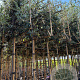 Quercus ilex 8-10 HO container lei 120x120 200 cm stam