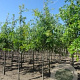 Quercus palustris 16-18 HO volle grond