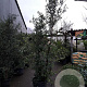 Quercus suber 200-250 cm cont. 70L meerstammig