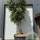 Quercus suber hoogstam container solitair