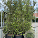 Quercus suber GM 50L meerstammig