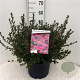 Rhododendron (AJ) 'Amoenum' 40-50 cm 10L