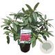 Rhododendron 'Marie Forte' 30-40 cm 5,0L struik